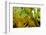 Sulfur Butterflies on Mineral Lick, Yasuni NP, Amazon, Ecuador-Pete Oxford-Framed Photographic Print