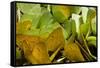 Sulfur Butterflies on Mineral Lick, Yasuni NP, Amazon, Ecuador-Pete Oxford-Framed Stretched Canvas