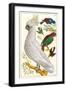 Sulfur Crested Cockatoo-null-Framed Art Print