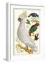 Sulfur Crested Cockatoo-null-Framed Art Print