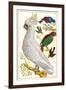 Sulfur Crested Cockatoo-null-Framed Art Print