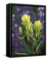 Sulfur Paintbrush, Pawnee National Grassland, Colorado, USA-Claudia Adams-Framed Stretched Canvas