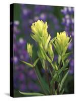 Sulfur Paintbrush, Pawnee National Grassland, Colorado, USA-Claudia Adams-Stretched Canvas