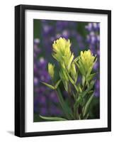 Sulfur Paintbrush, Pawnee National Grassland, Colorado, USA-Claudia Adams-Framed Photographic Print