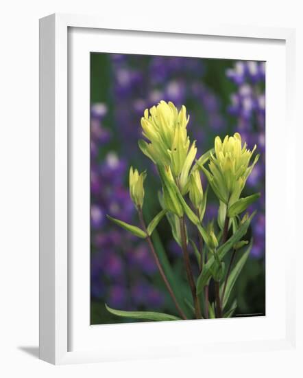 Sulfur Paintbrush, Pawnee National Grassland, Colorado, USA-Claudia Adams-Framed Photographic Print