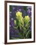 Sulfur Paintbrush, Pawnee National Grassland, Colorado, USA-Claudia Adams-Framed Photographic Print