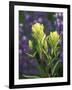 Sulfur Paintbrush, Pawnee National Grassland, Colorado, USA-Claudia Adams-Framed Photographic Print