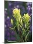 Sulfur Paintbrush, Pawnee National Grassland, Colorado, USA-Claudia Adams-Mounted Photographic Print