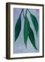 Sulio cascading leaves-Rosana Laiz Garcia-Framed Giclee Print