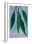 Sulio cascading leaves-Rosana Laiz Garcia-Framed Giclee Print