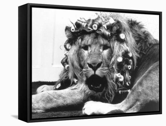 Sullivan the Lion with His Hair in Curlers at Knarsborough Zoo in Yorkshire-null-Framed Stretched Canvas