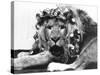 Sullivan the Lion with His Hair in Curlers at Knarsborough Zoo in Yorkshire-null-Stretched Canvas