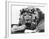 Sullivan the Lion with His Hair in Curlers at Knarsborough Zoo in Yorkshire-null-Framed Photographic Print