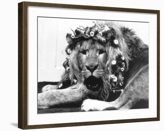 Sullivan the Lion with His Hair in Curlers at Knarsborough Zoo in Yorkshire-null-Framed Photographic Print