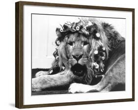 Sullivan the Lion with His Hair in Curlers at Knarsborough Zoo in Yorkshire-null-Framed Photographic Print