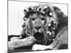 Sullivan the Lion with His Hair in Curlers at Knarsborough Zoo in Yorkshire-null-Mounted Photographic Print