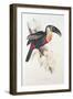 Sulphur and White Breasted Toucan-Edward Lear-Framed Giclee Print