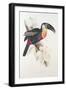 Sulphur and White Breasted Toucan-Edward Lear-Framed Giclee Print