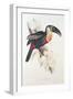 Sulphur and White Breasted Toucan-Edward Lear-Framed Giclee Print