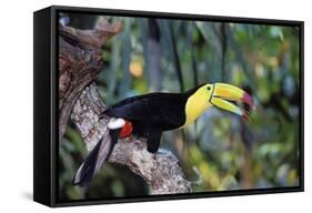 Sulphur-Breasted Toucan-null-Framed Stretched Canvas