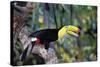 Sulphur-Breasted Toucan-null-Stretched Canvas
