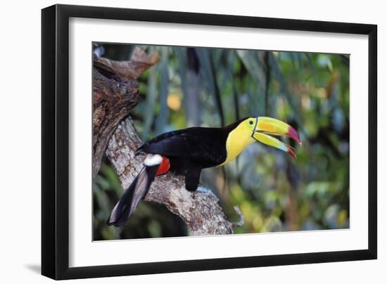 Sulphur-Breasted Toucan-null-Framed Premium Photographic Print