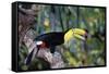 Sulphur-Breasted Toucan-null-Framed Stretched Canvas