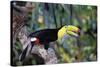 Sulphur-Breasted Toucan-null-Stretched Canvas