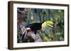 Sulphur-Breasted Toucan-null-Framed Photographic Print