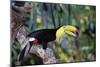 Sulphur-Breasted Toucan-null-Mounted Photographic Print