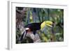 Sulphur-Breasted Toucan-null-Framed Photographic Print