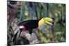 Sulphur-Breasted Toucan-null-Mounted Photographic Print