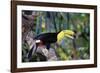 Sulphur-Breasted Toucan-null-Framed Photographic Print