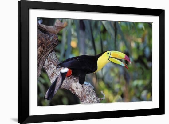Sulphur-Breasted Toucan-null-Framed Photographic Print