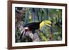 Sulphur-Breasted Toucan-null-Framed Photographic Print