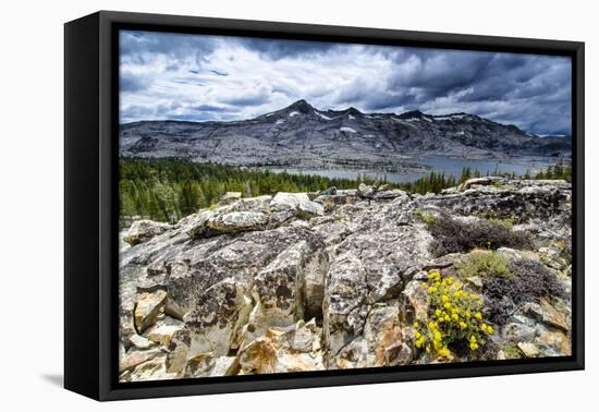 Sulphur Buckwheat Wildflower Above Lake Aloha, Lake Tahoe, California-Howie Garber-Framed Stretched Canvas