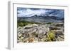 Sulphur Buckwheat Wildflower Above Lake Aloha, Lake Tahoe, California-Howie Garber-Framed Photographic Print