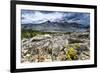 Sulphur Buckwheat Wildflower Above Lake Aloha, Lake Tahoe, California-Howie Garber-Framed Photographic Print