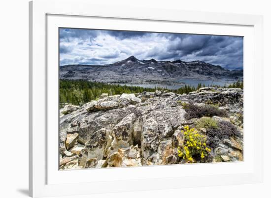 Sulphur Buckwheat Wildflower Above Lake Aloha, Lake Tahoe, California-Howie Garber-Framed Photographic Print