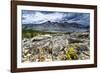 Sulphur Buckwheat Wildflower Above Lake Aloha, Lake Tahoe, California-Howie Garber-Framed Photographic Print