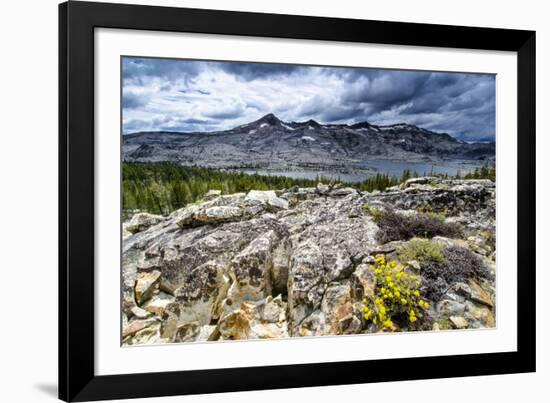 Sulphur Buckwheat Wildflower Above Lake Aloha, Lake Tahoe, California-Howie Garber-Framed Photographic Print