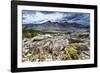 Sulphur Buckwheat Wildflower Above Lake Aloha, Lake Tahoe, California-Howie Garber-Framed Photographic Print