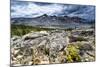 Sulphur Buckwheat Wildflower Above Lake Aloha, Lake Tahoe, California-Howie Garber-Mounted Photographic Print