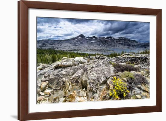 Sulphur Buckwheat Wildflower Above Lake Aloha, Lake Tahoe, California-Howie Garber-Framed Photographic Print