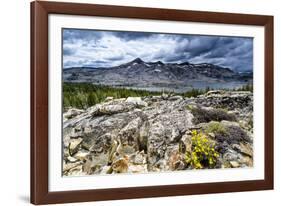 Sulphur Buckwheat Wildflower Above Lake Aloha, Lake Tahoe, California-Howie Garber-Framed Photographic Print