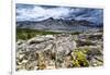 Sulphur Buckwheat Wildflower Above Lake Aloha, Lake Tahoe, California-Howie Garber-Framed Photographic Print