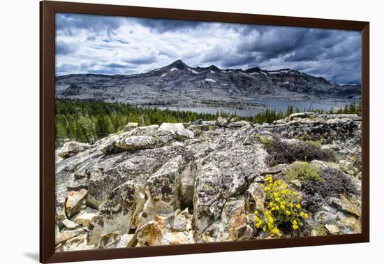 Sulphur Buckwheat Wildflower Above Lake Aloha, Lake Tahoe, California-Howie Garber-Framed Photographic Print