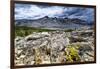 Sulphur Buckwheat Wildflower Above Lake Aloha, Lake Tahoe, California-Howie Garber-Framed Photographic Print