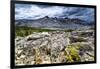 Sulphur Buckwheat Wildflower Above Lake Aloha, Lake Tahoe, California-Howie Garber-Framed Photographic Print