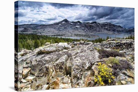 Sulphur Buckwheat Wildflower Above Lake Aloha, Lake Tahoe, California-Howie Garber-Stretched Canvas